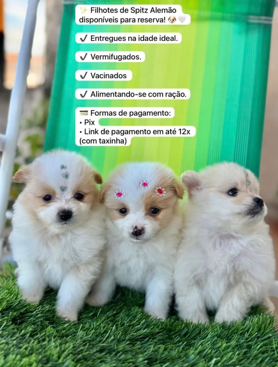Spitz alemão  - Foto 3