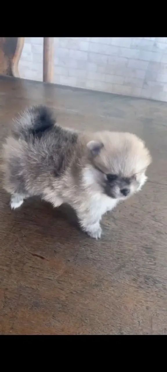 Spitz alemão - Foto 4