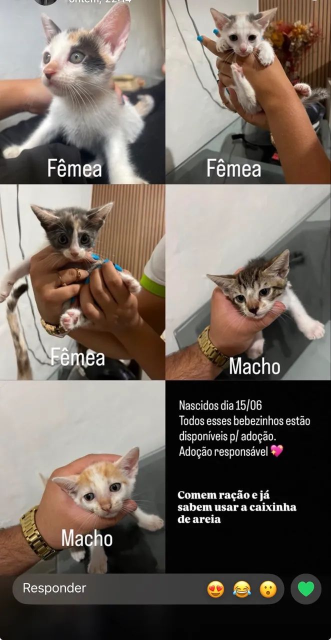 Gato para adoção  - Foto 4