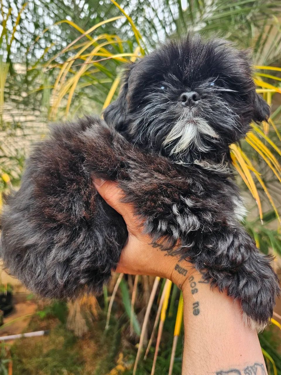 Shihtzu femea mini