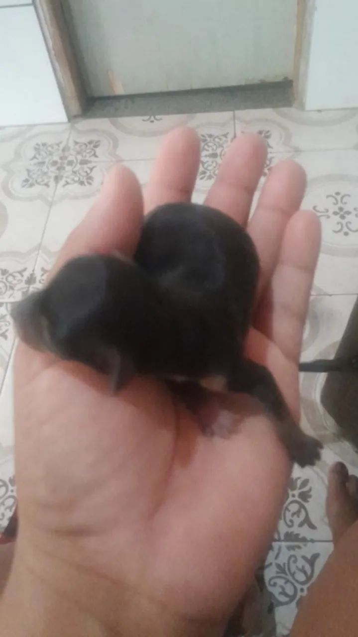 Pinscher 1 - Foto 3