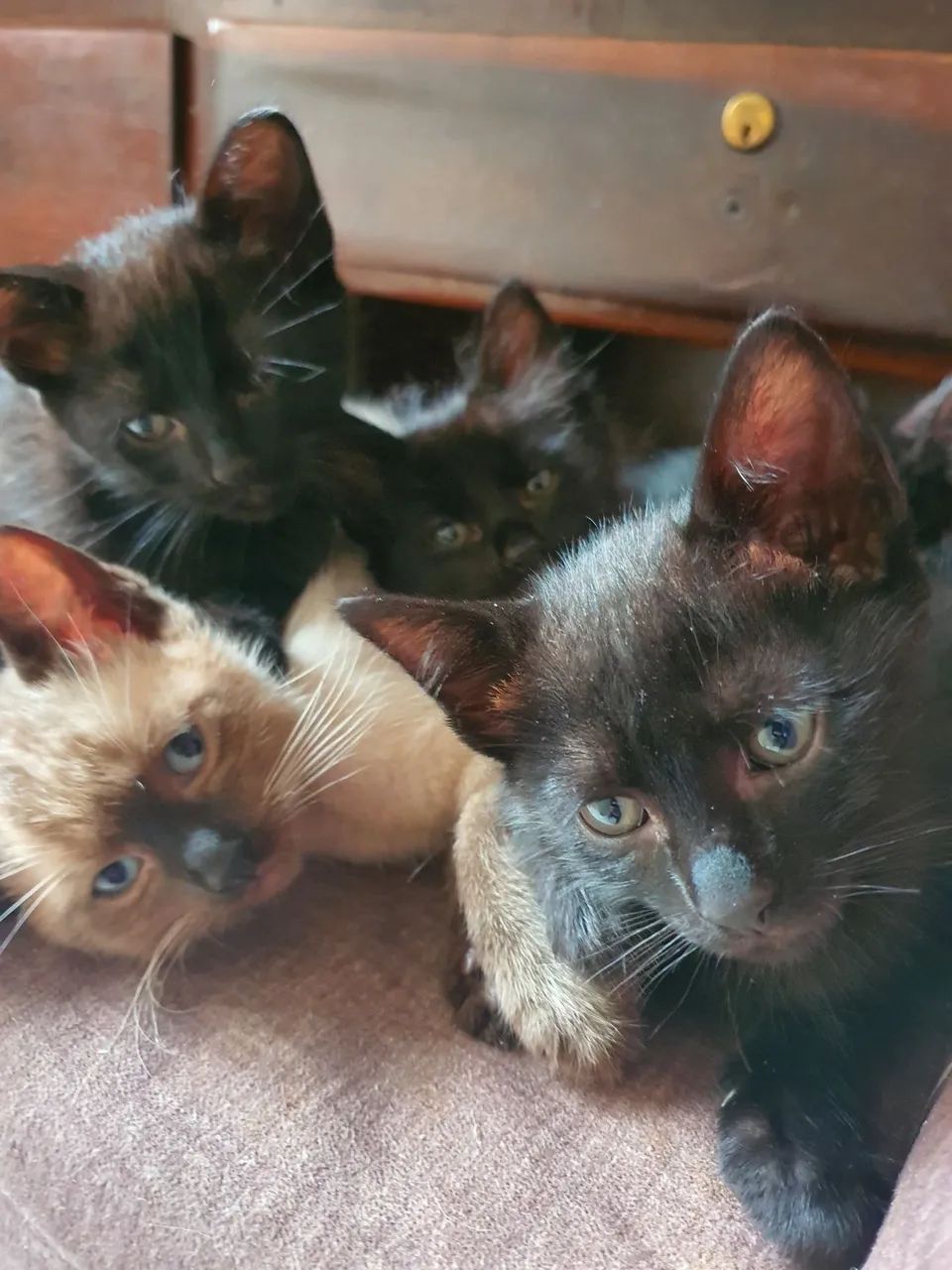 Filhotes de gato - Foto 4