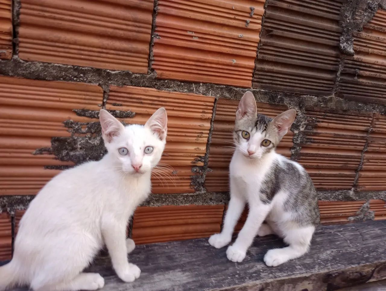 Filhotes de gato para adoção!!! - Foto 4