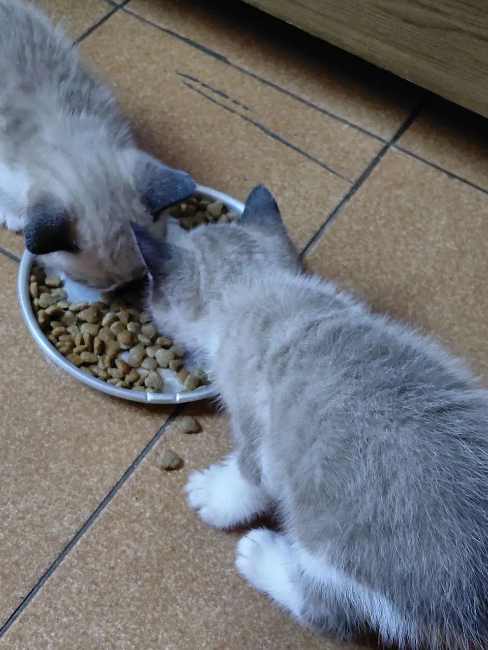 Doando gatinhos - Foto 2