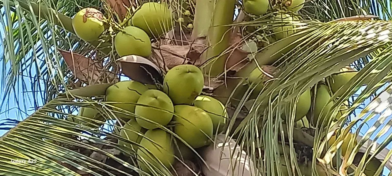 Coco verde para retirar do pé e revender  - Foto 2