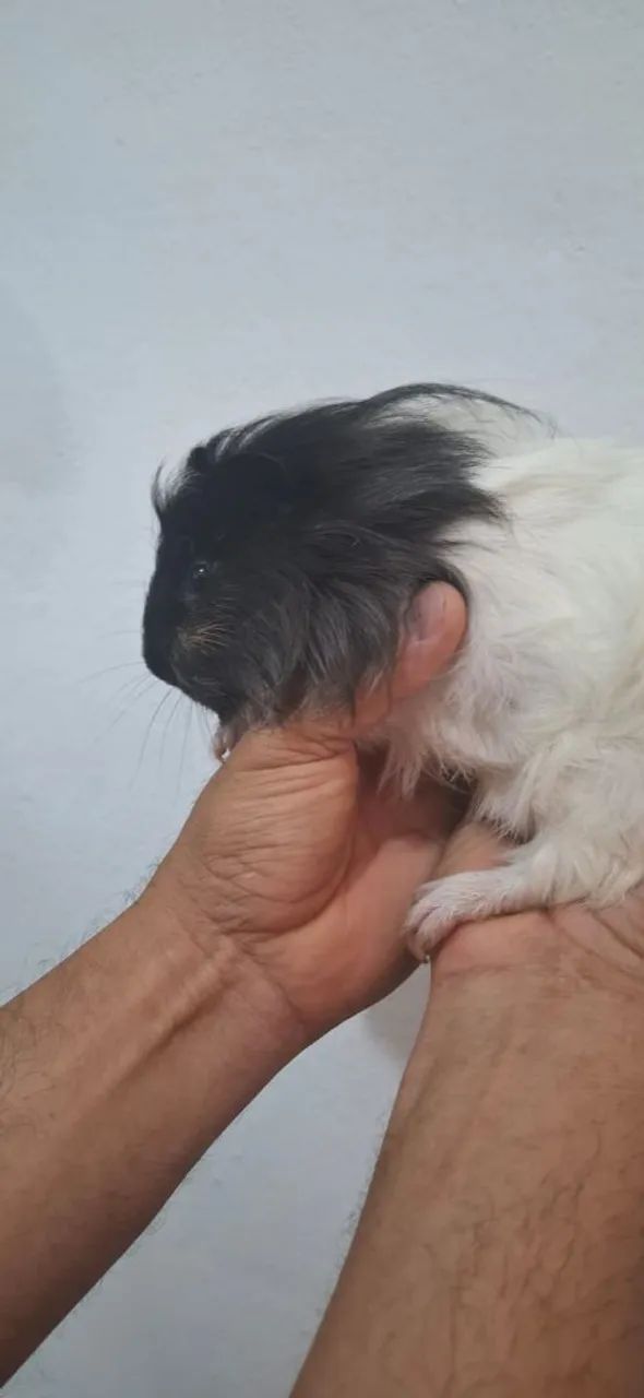 Porquinho da Índia Macho Coronet  - Foto 3