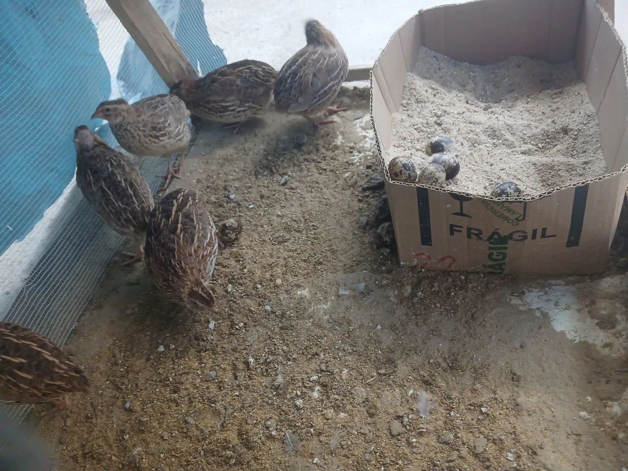 Vende se codorna botando com bebedoures - Foto 4