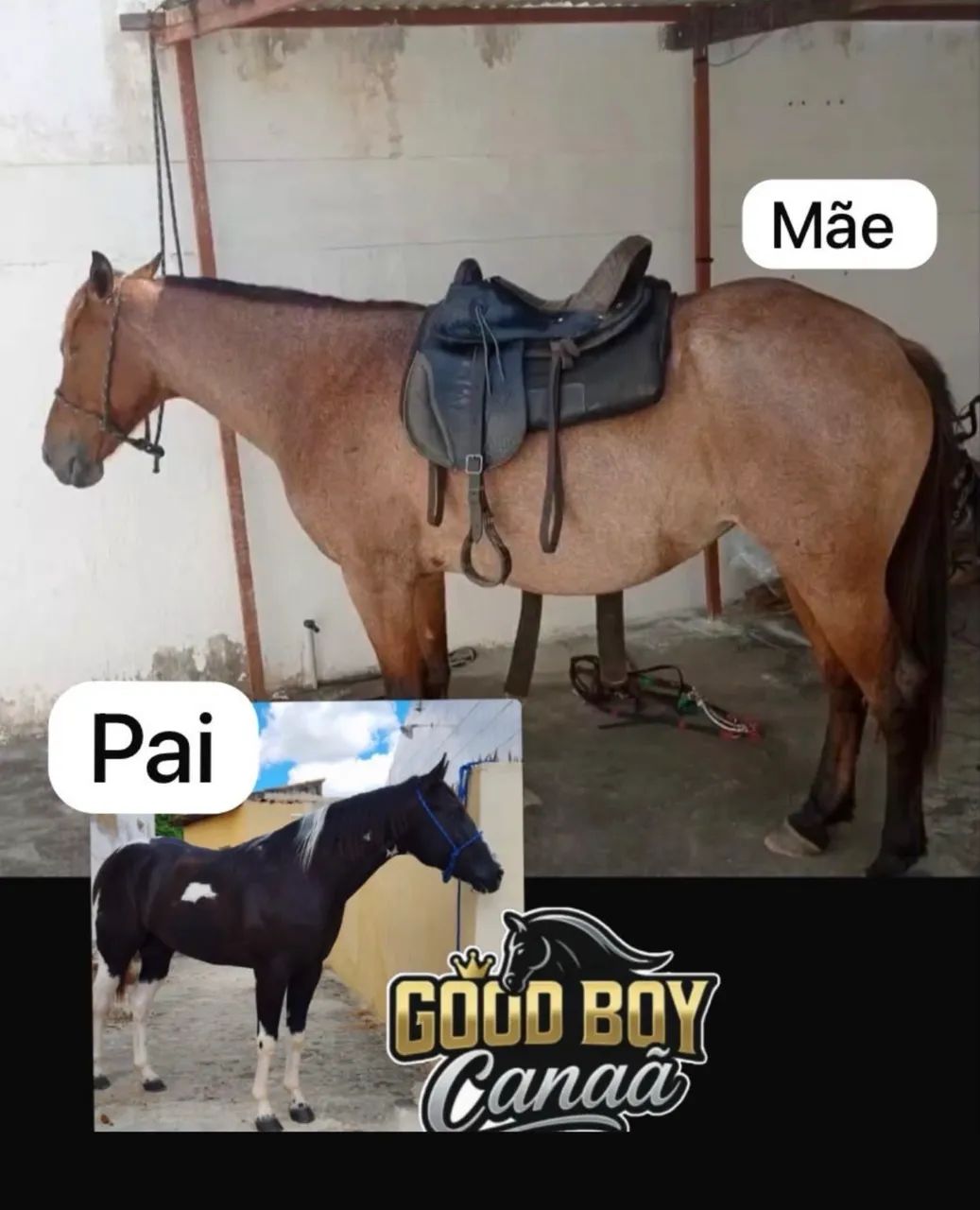 Potros disponíveis 