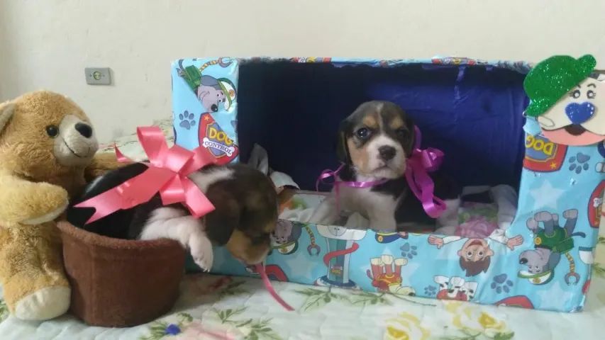 Beagle mini fêmea linda com vacina, contrato e garantia- Somos loja física
