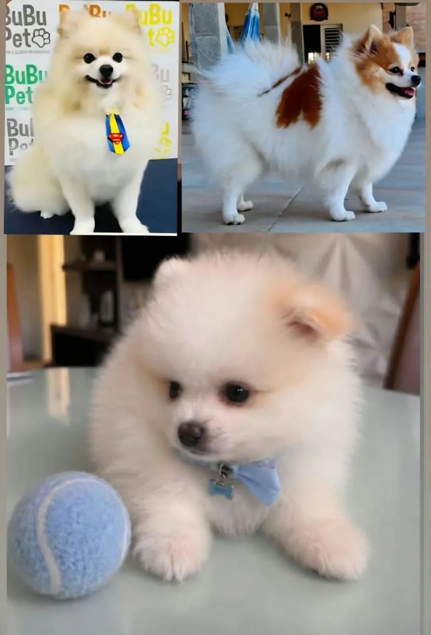 Spitz Alemão Anão