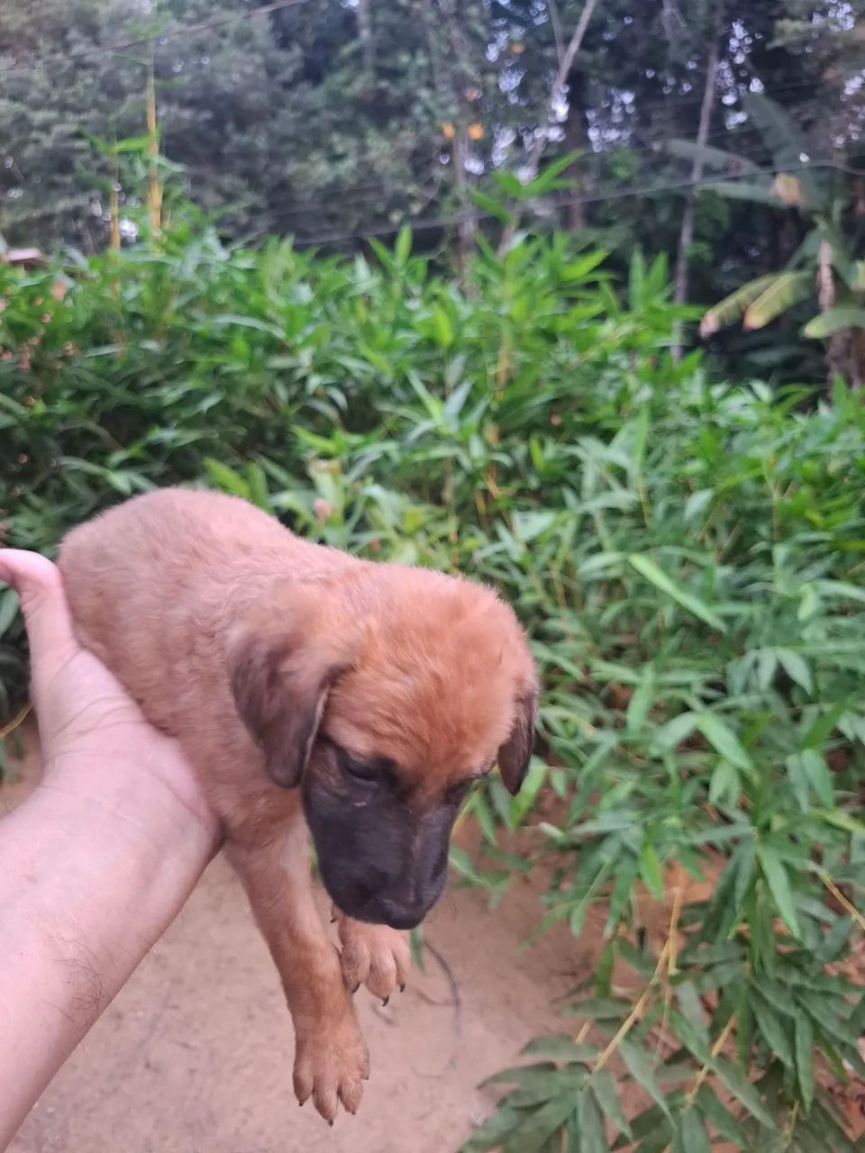 Doação responsável  - Foto 3