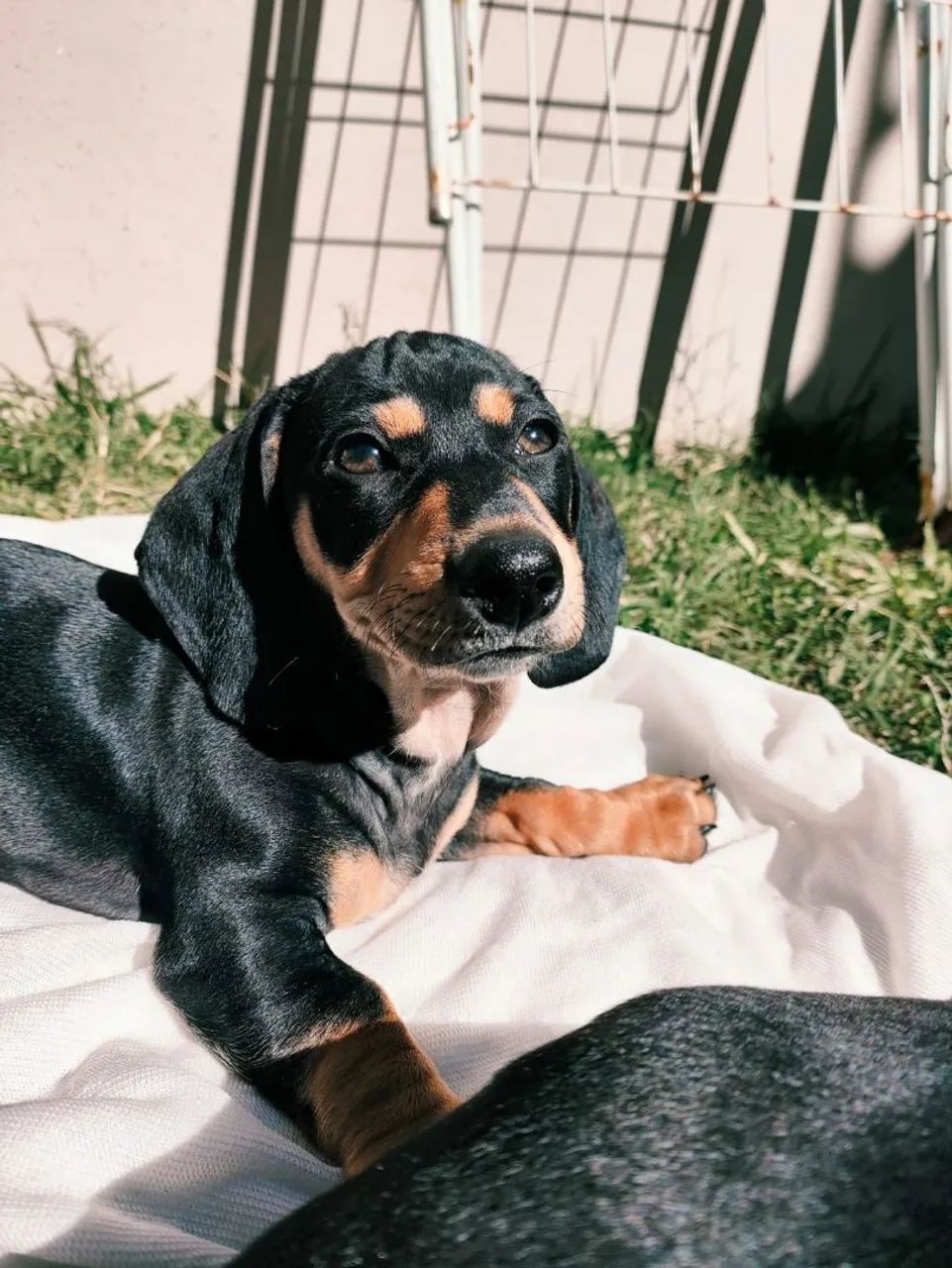 4 filhotes de dachshund  - Foto 4