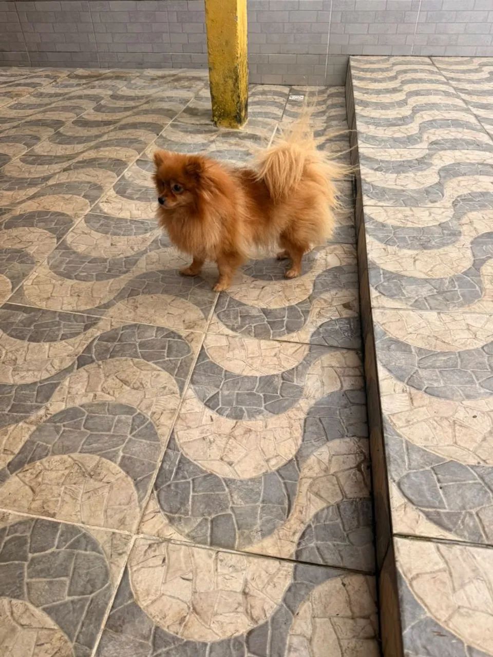 Cachorro  - Foto 3