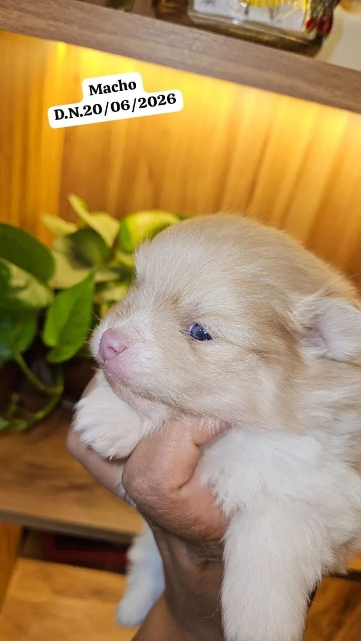 Lulu