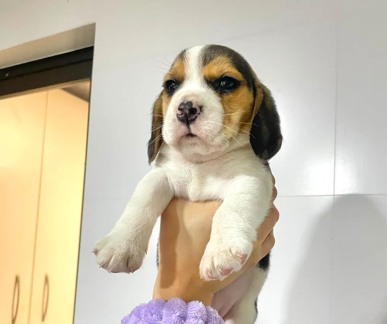 Beagle macho  - Foto 3