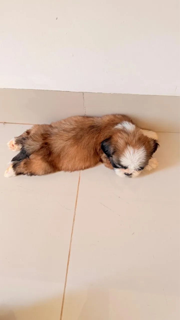 SHIHTZU ORIGINAL 350 REIAS  - Foto 4
