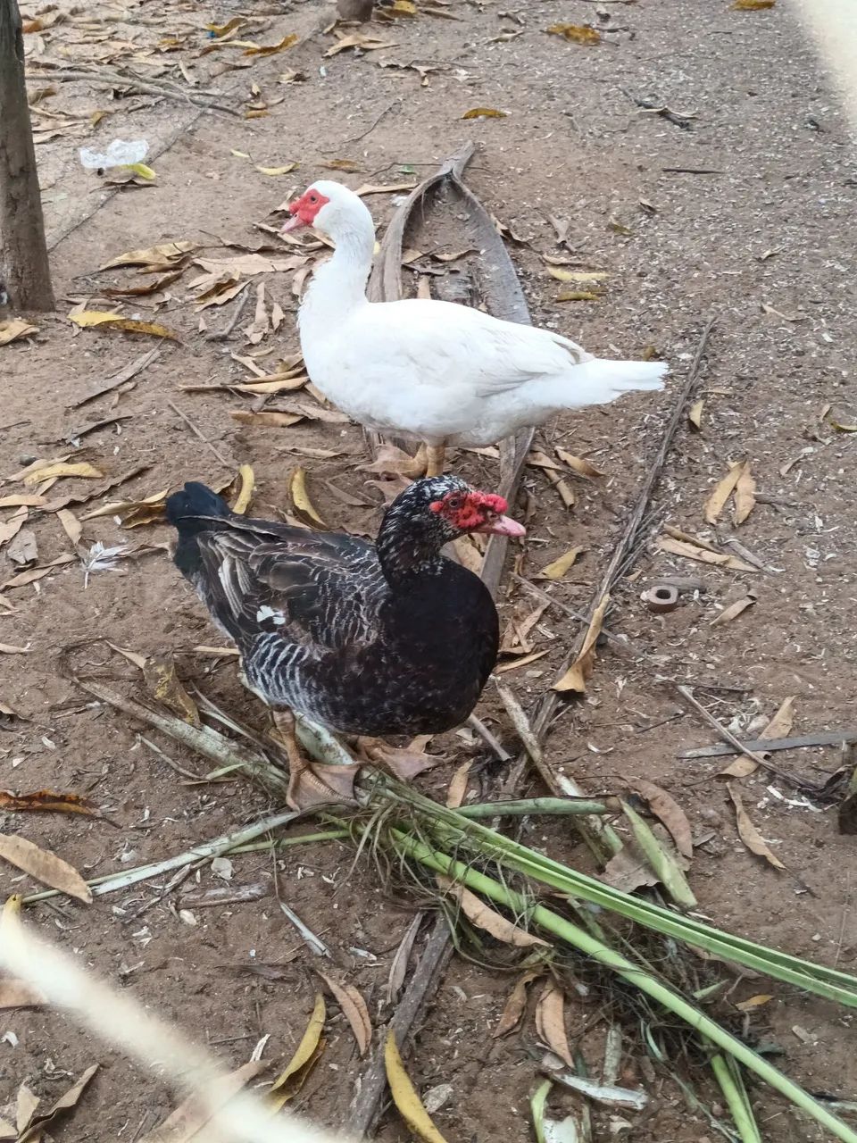 Patos Paysandu - Foto 3