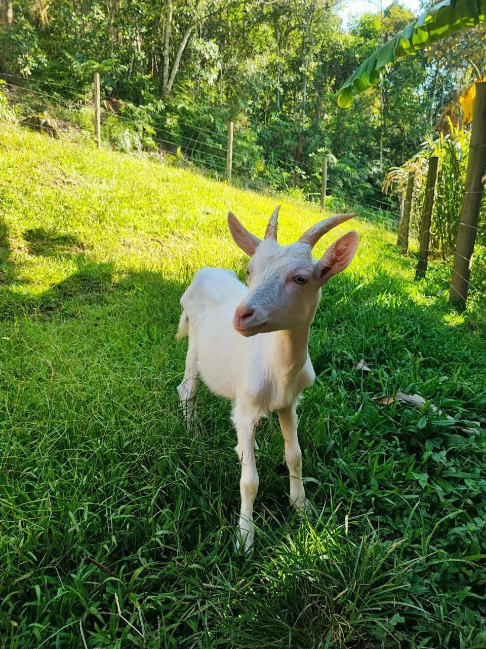 Cabrito Saanen castrado para estimação muito dócil 