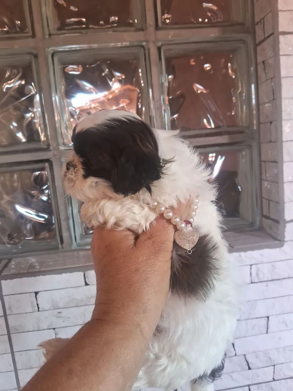 Shitzu fêmea disponivel  - Foto 2