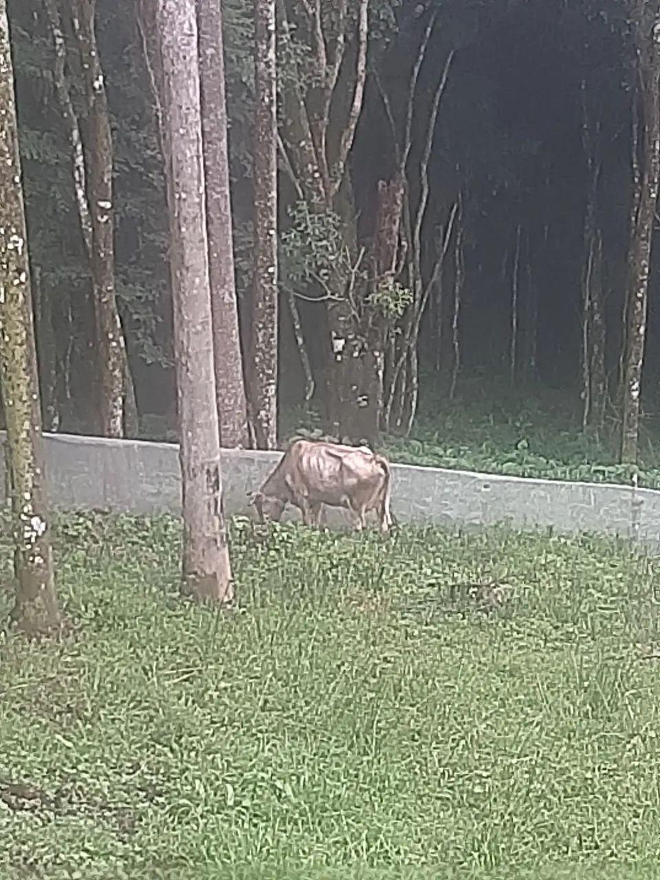 Vendo Vaca Jersey com Charoles  - Foto 2