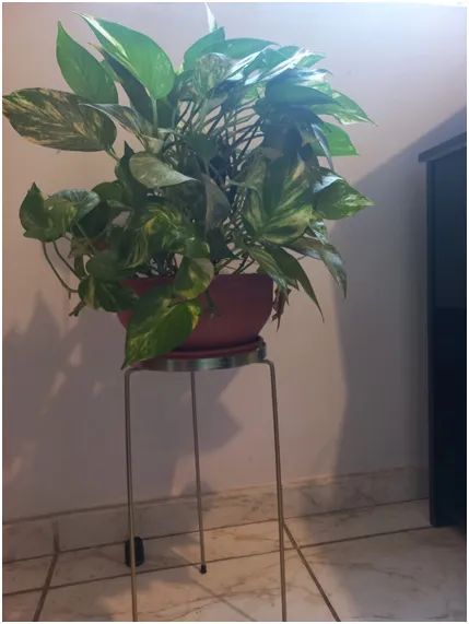 Lindas plantas, por apenas R$ 960,00, todas no vaso e com suportes metálicos. - Foto 4