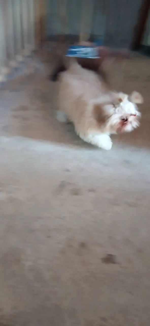 Cachorro  - Foto 2