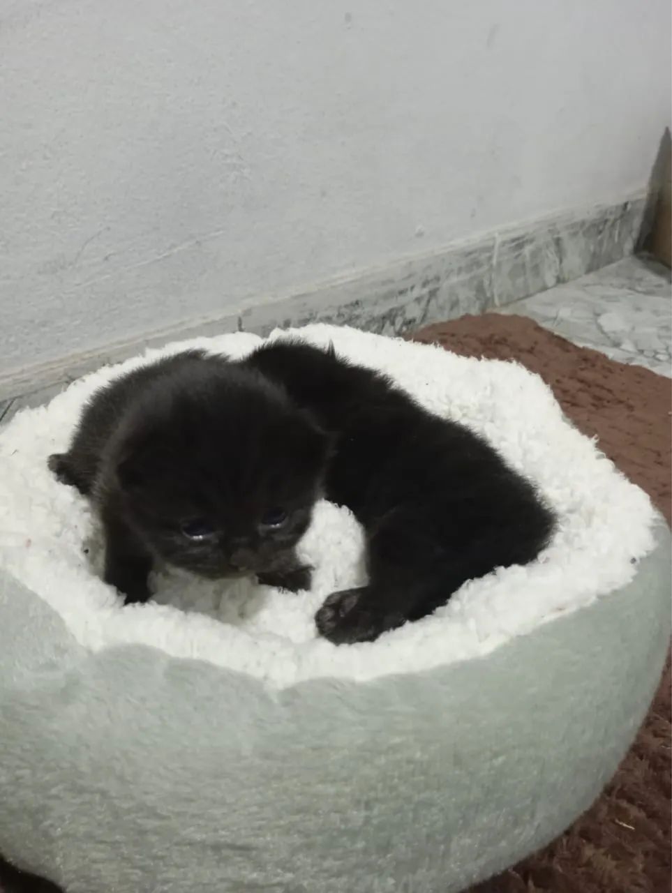 Filhotes de gato persa 