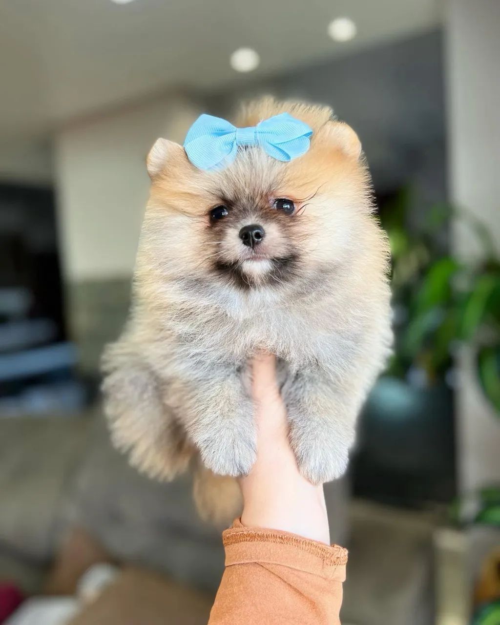 SPITZ alemão 