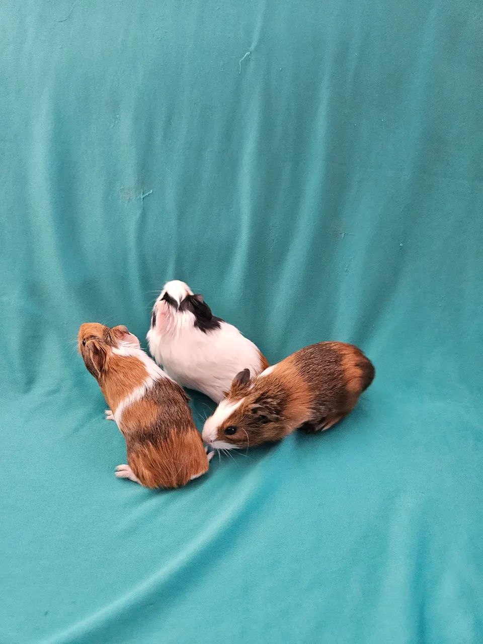 Filhotes de porquinho da índia  - Foto 2