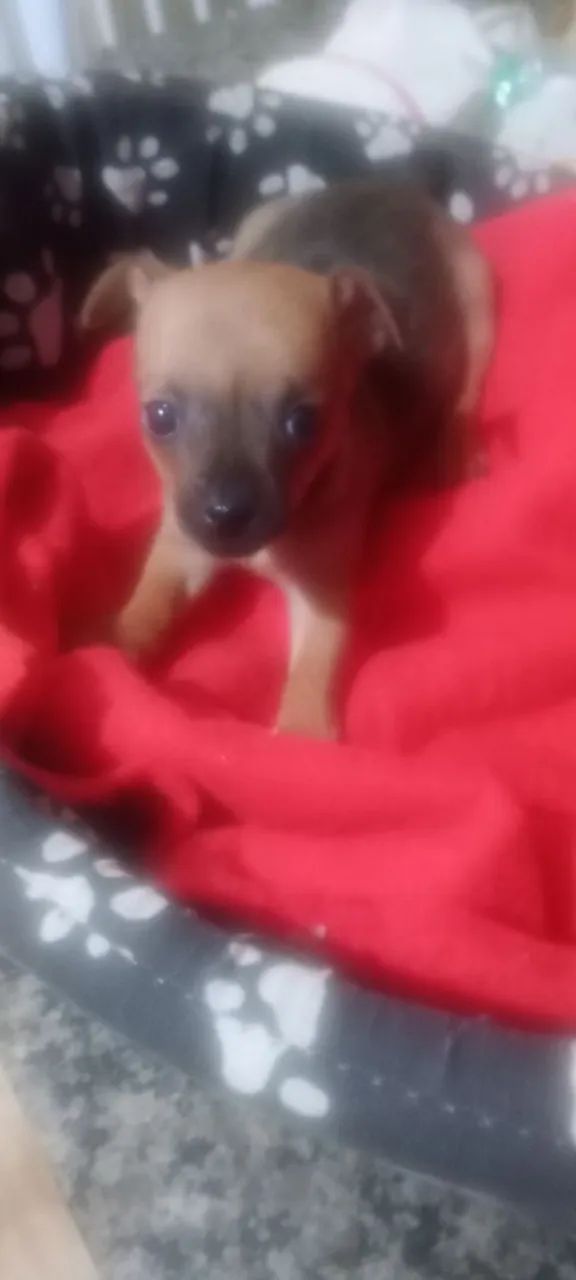 Animais de estimação 
