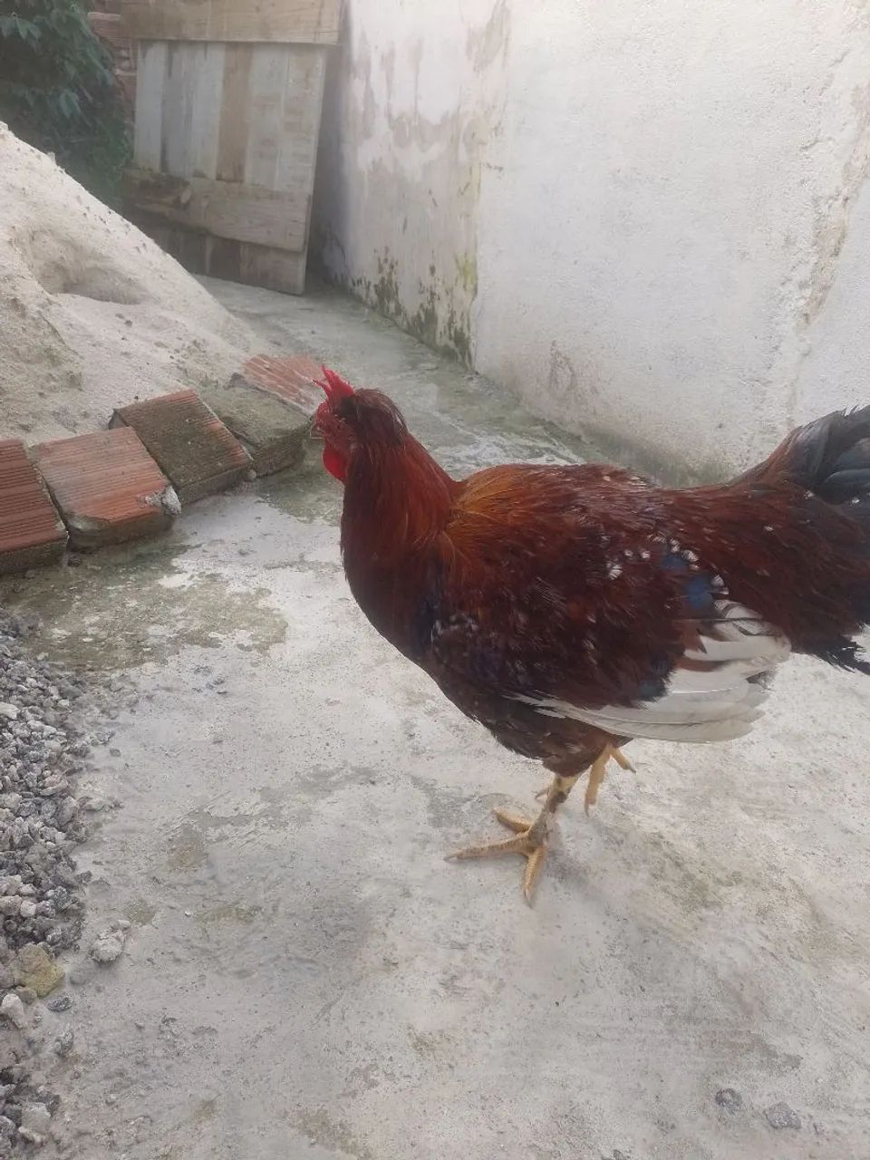 Vende-se um casal de gsb novos  - Foto 5