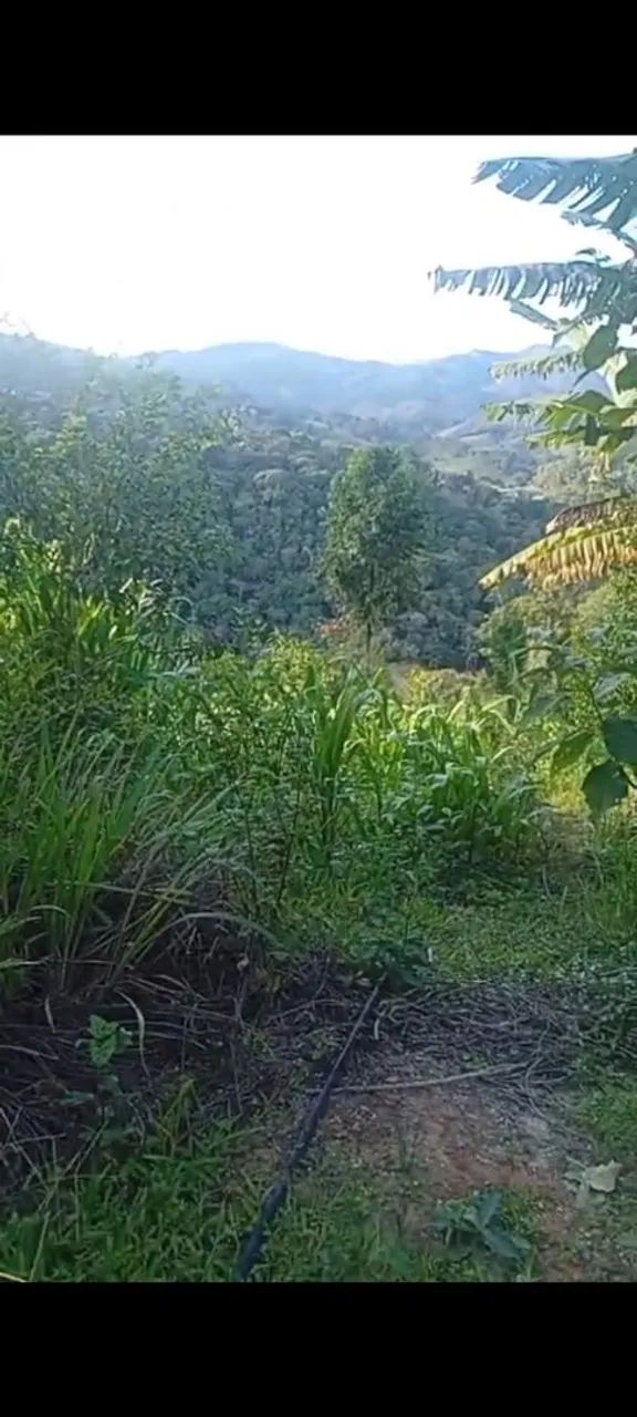 Terreno de 3 hequitares nós coqueiros  - Foto 2