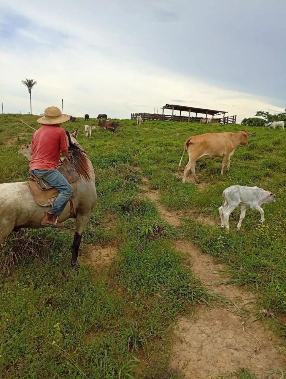 Vendo terra próximo a Parauapebas! - Foto 4