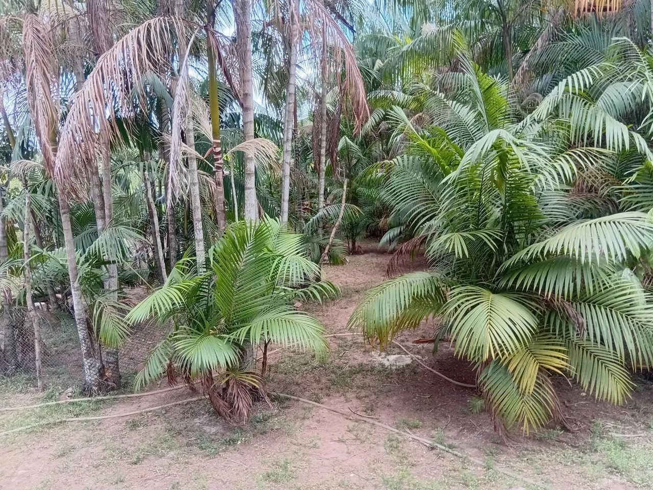 Vende casa - Foto 4