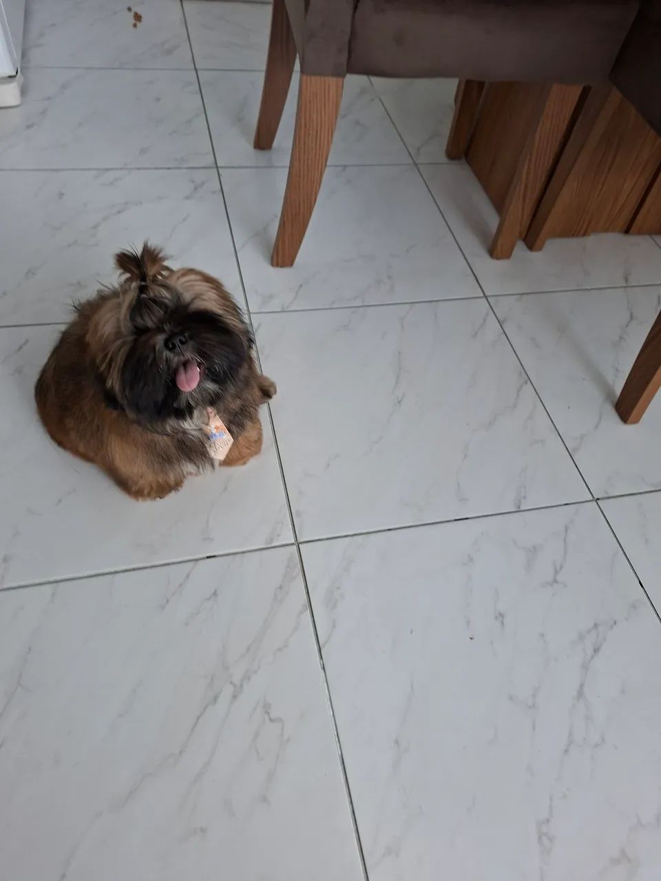 Cachorro ?  - Foto 4