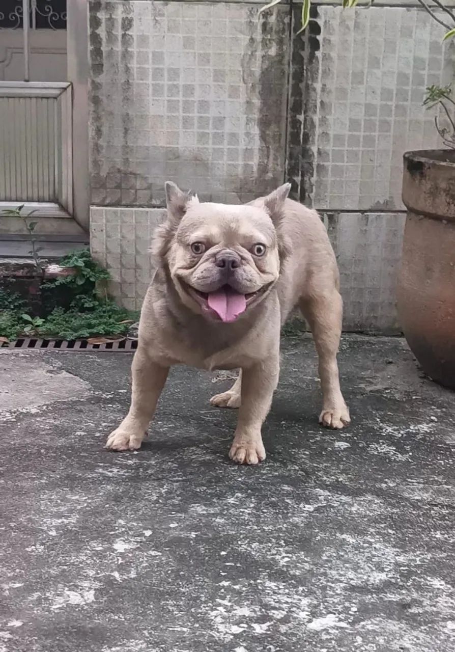 Bulldog Francês 