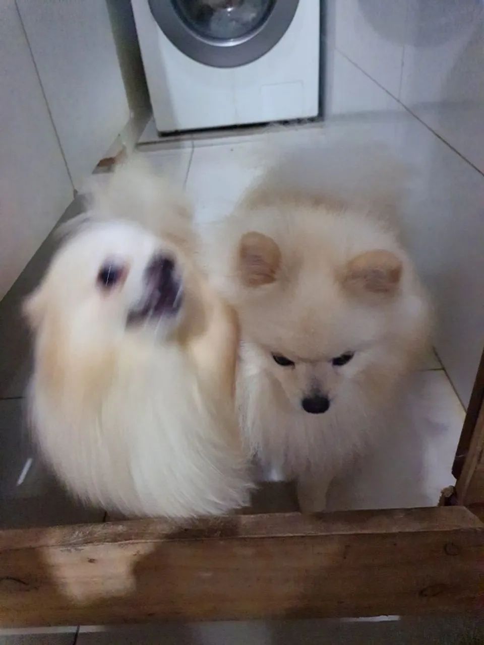 Spitz alemão  - Foto 5