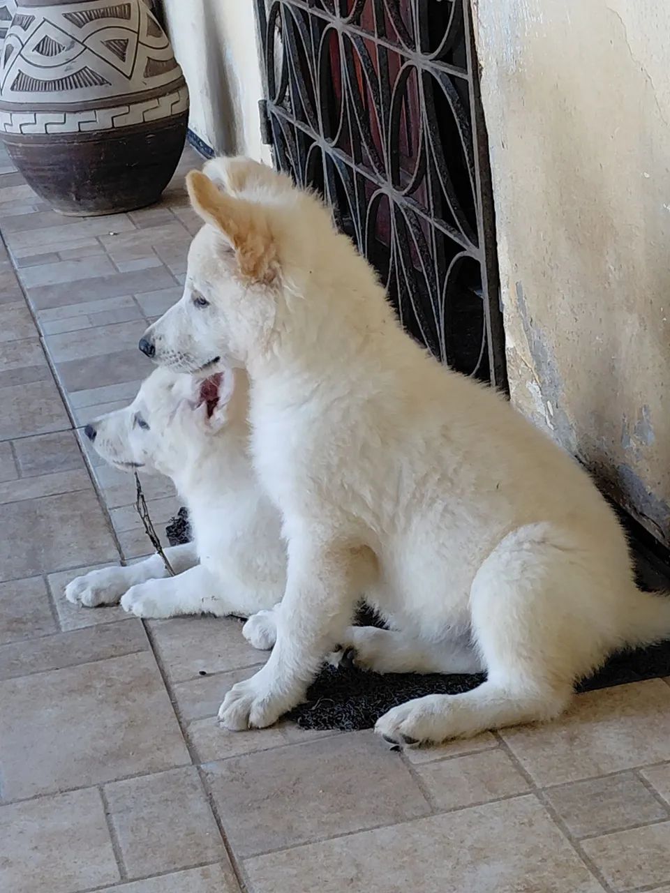 Pastores Alemão e Suíço 