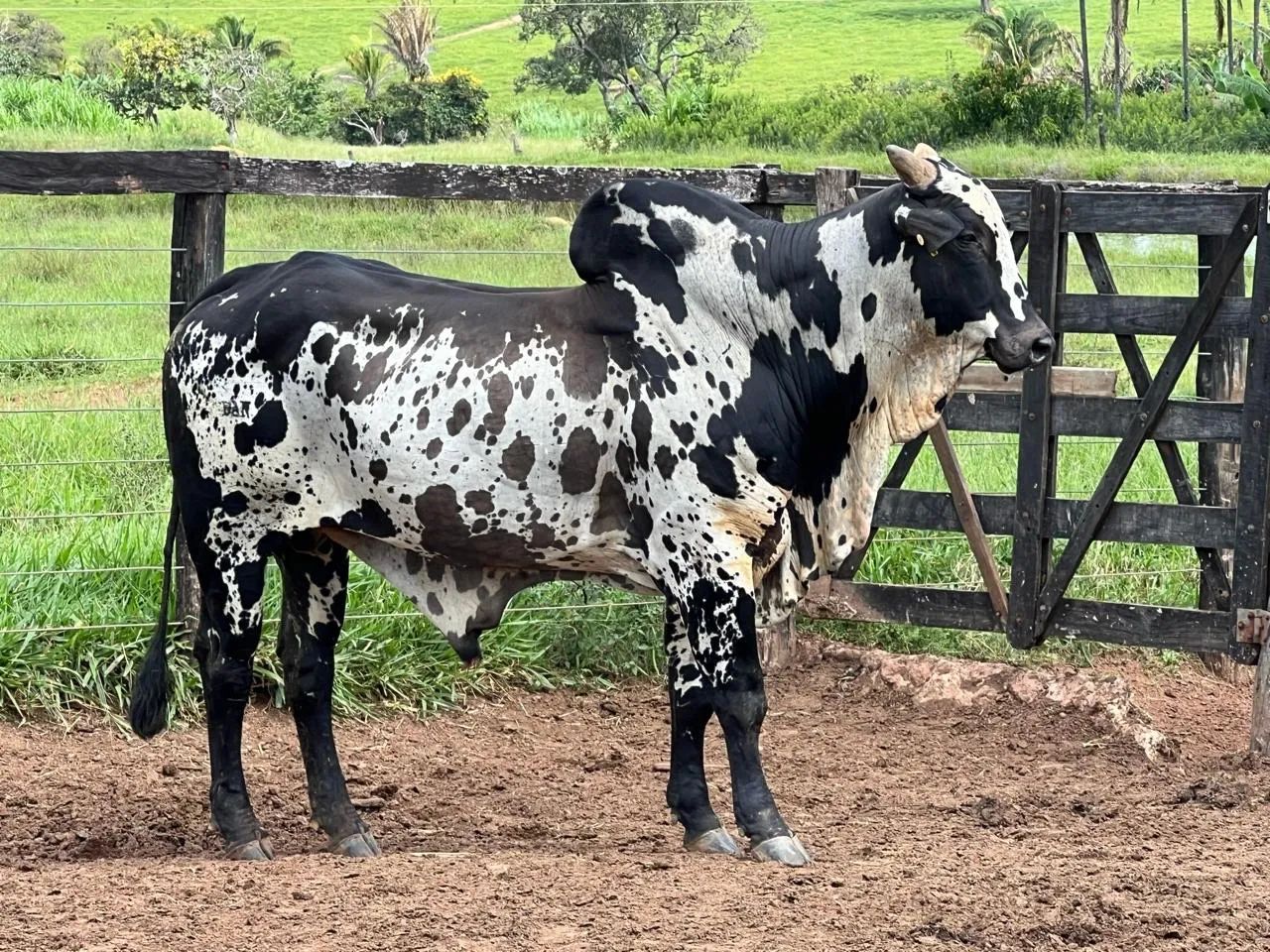 TOURO NELORE PINTADO PRETO 4 ANOS - Foto 5