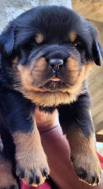 Rottweiler alemão  - Foto 2