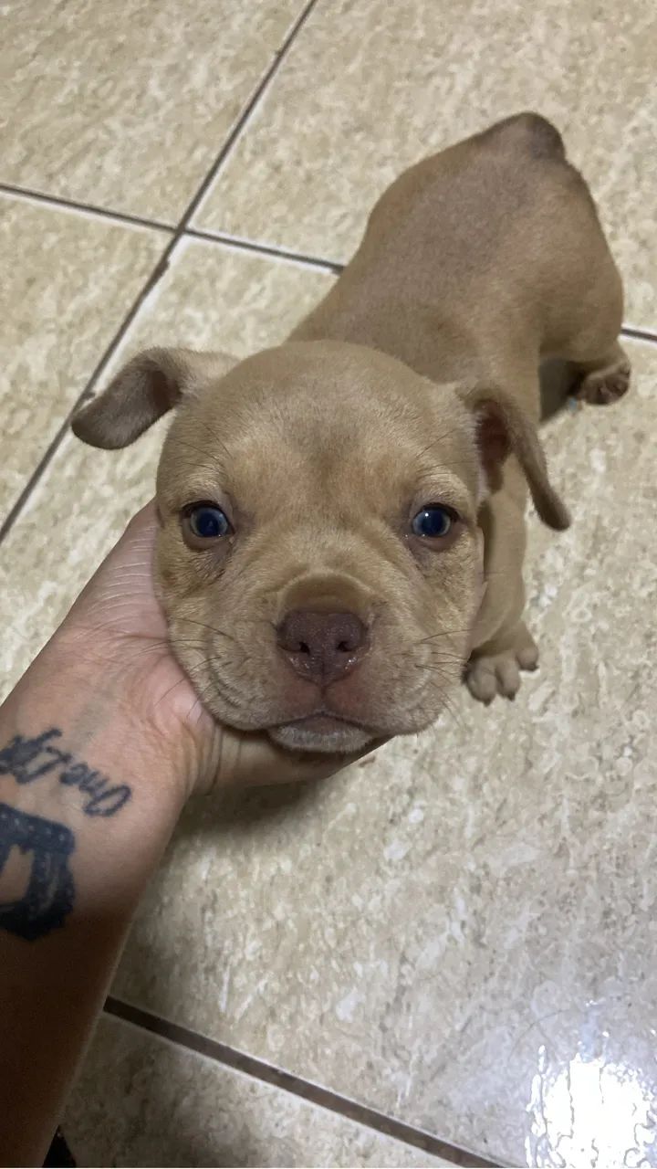 American Bully - Foto 2