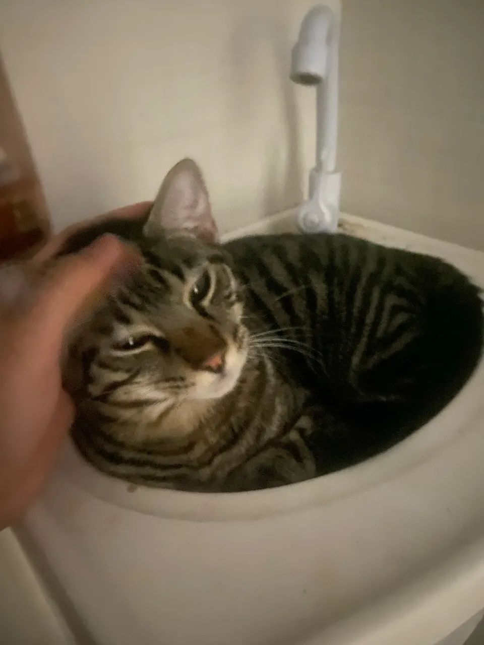Gato Rajado - Foto 5