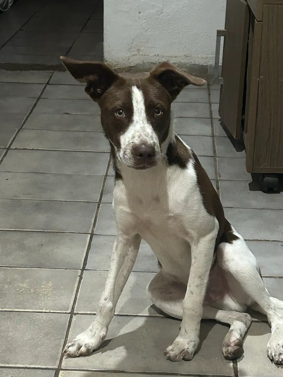 Cachorro  - Foto 5