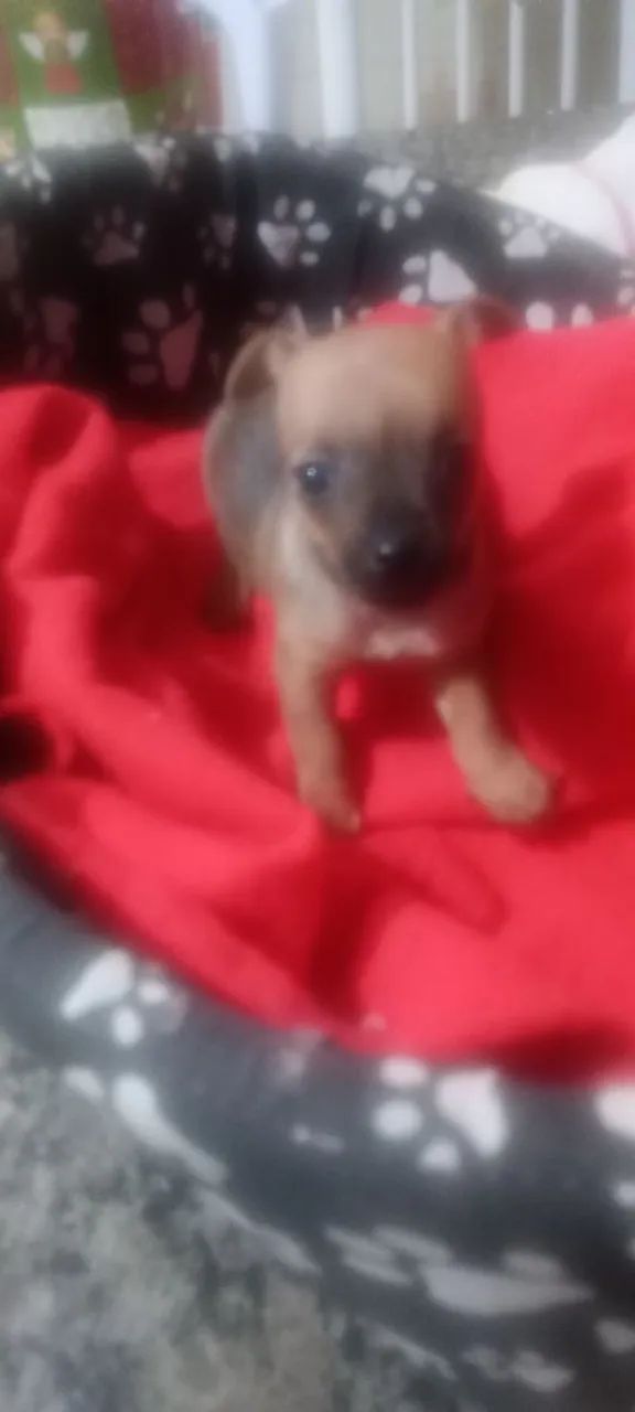 Animais de estimação  - Foto 2