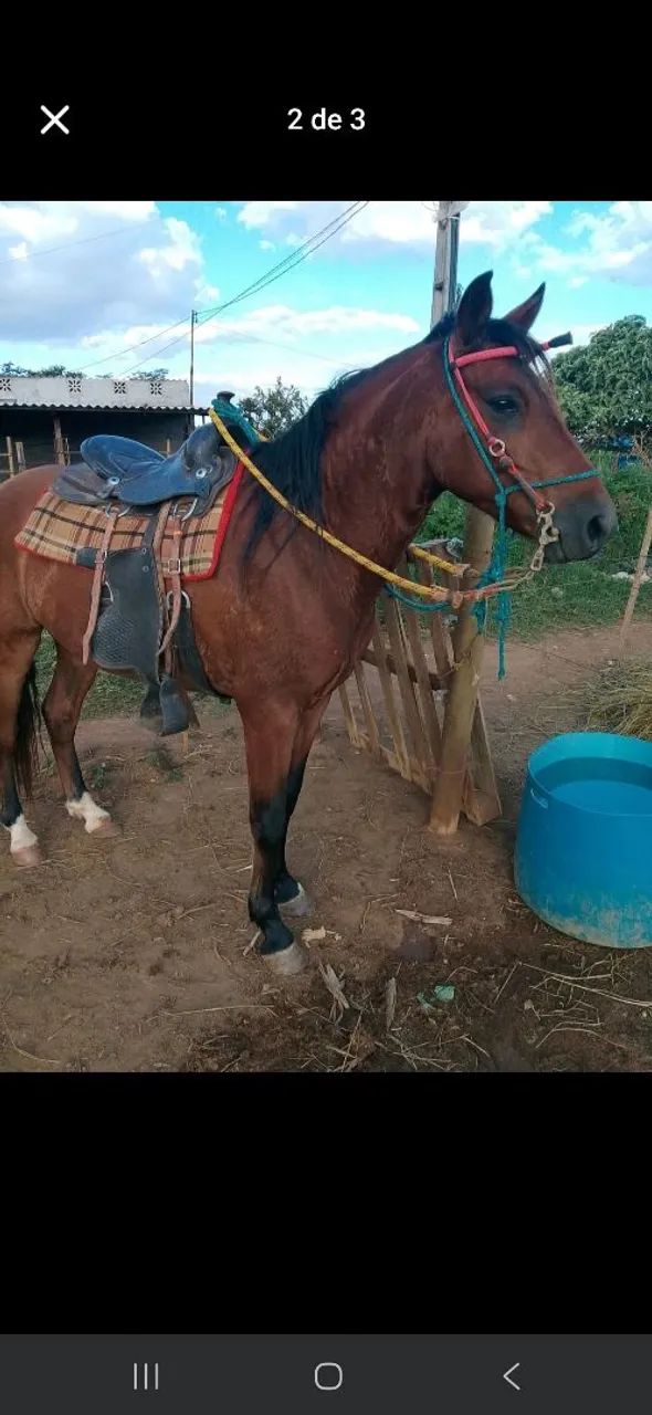 Cavalo mm - Foto 2