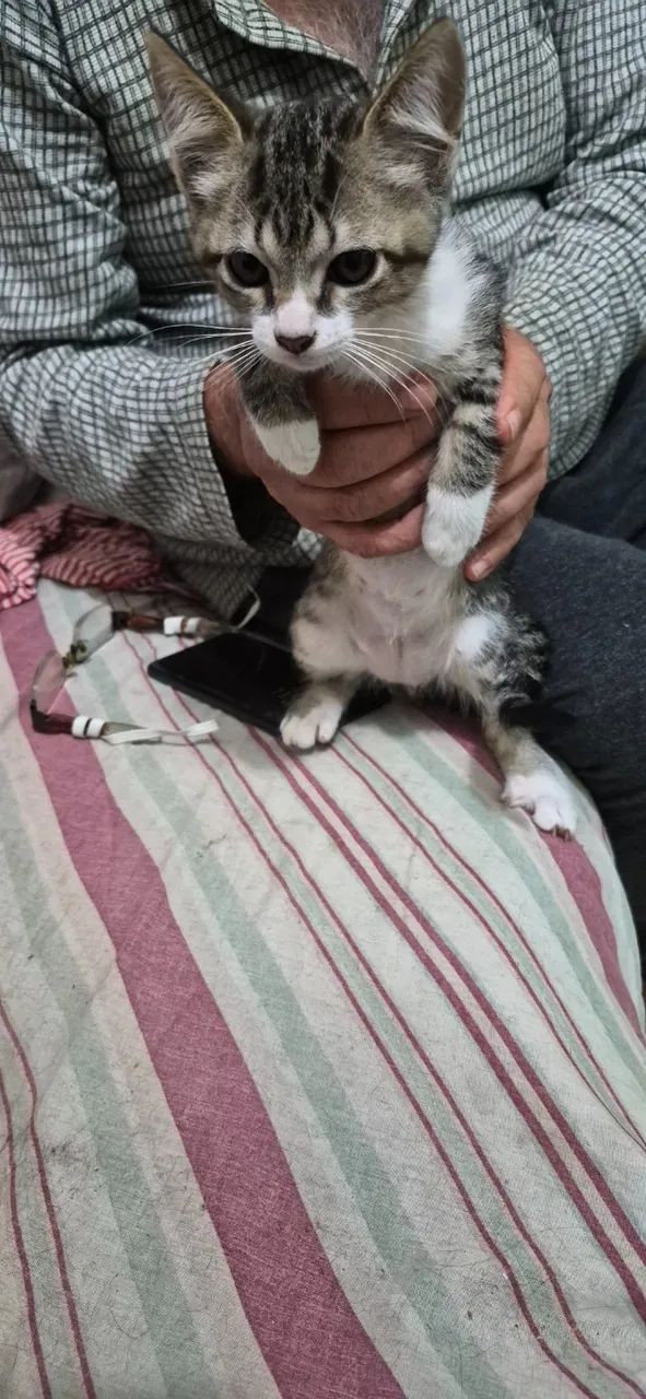 Doação de gatos  - Foto 4