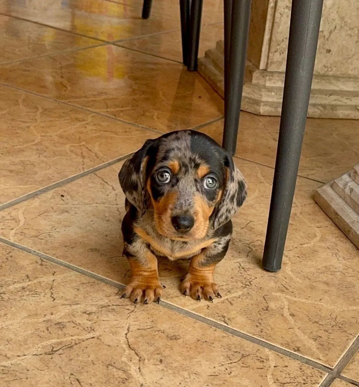 Daschund - Teckel Alerquim com prata 