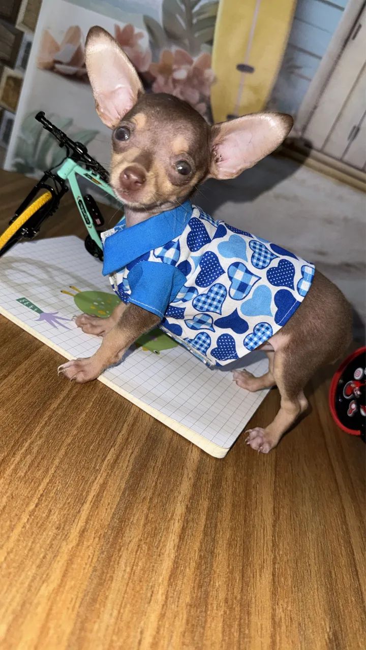Pinscher macho zero  - Foto 2