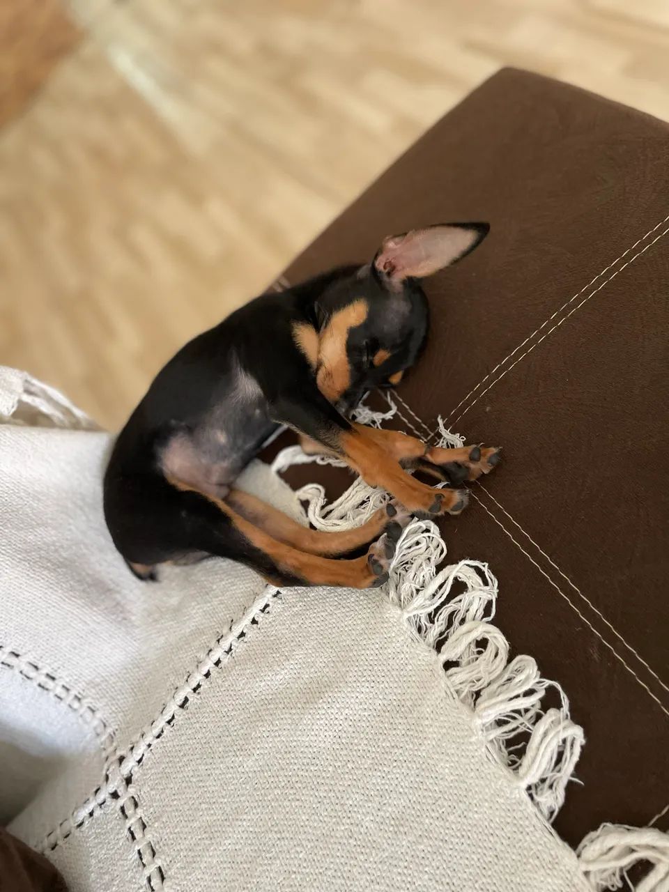 Pincher macho  - Foto 3