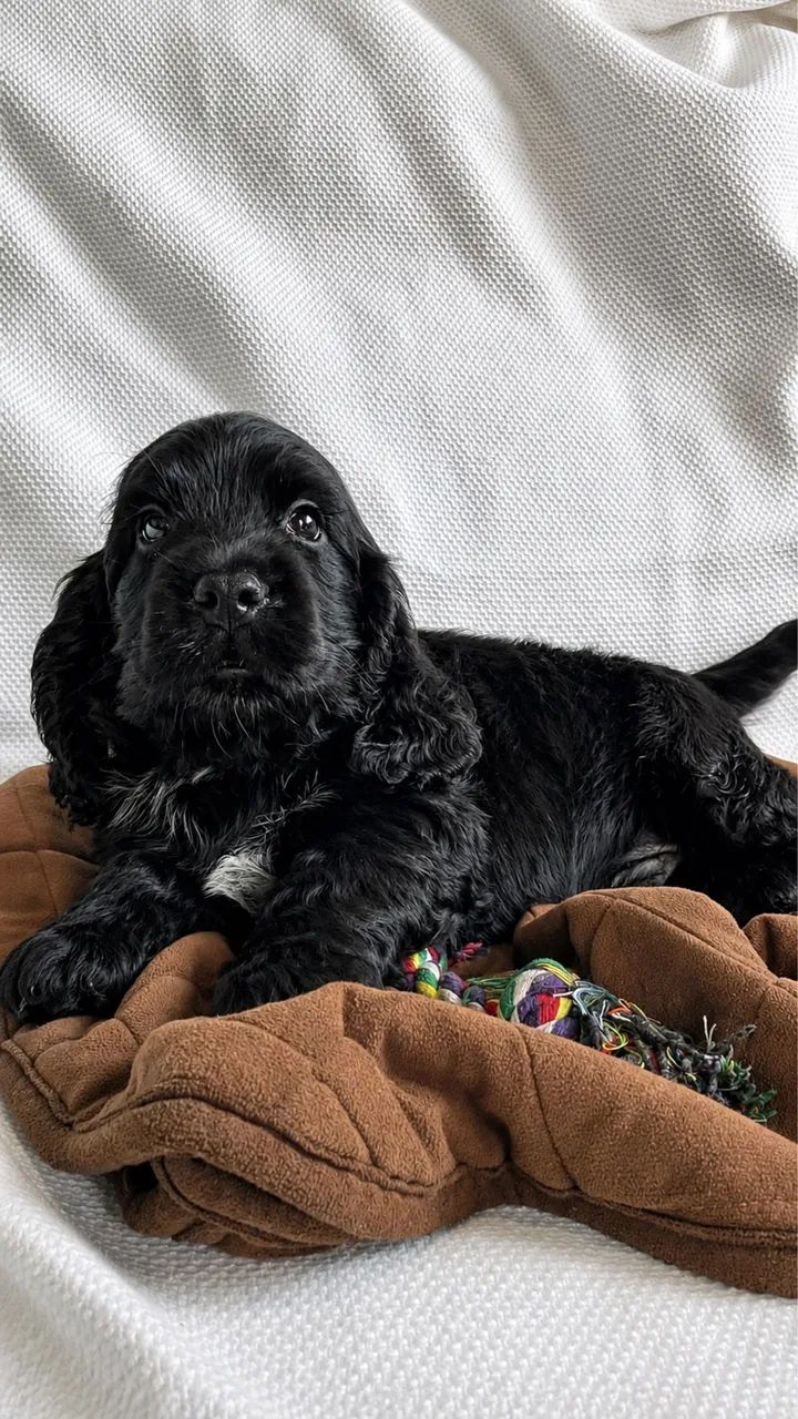 Cocker Spaniel Inglês  - Foto 3